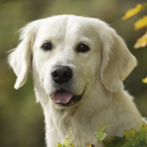 Aupagoldenretriever.com